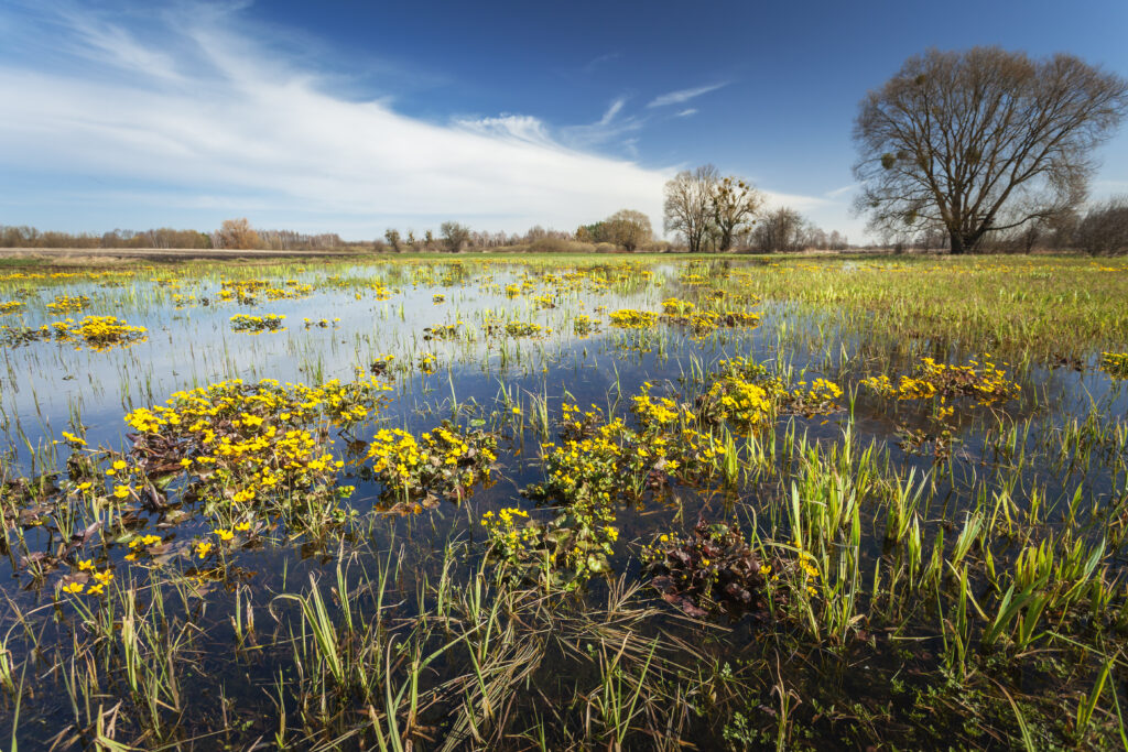 Mitigación y Adaptación al Cambio Climático: el Papel de los Ecosistemas